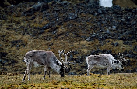 Svalbard reindeer (Rangifer tarandus) browsing summer tundra. Stock Photo - Rights-Managed, Code: 862-03365516