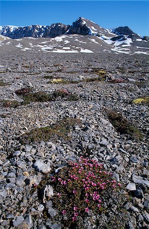 simsearch:862-03365535,k - Lila Steinbrech (Saxifraga Oppositifolia) in arktischen Tundra Ende Juni blühen. Stockbilder - Lizenzpflichtiges, Bildnummer: 862-03365517