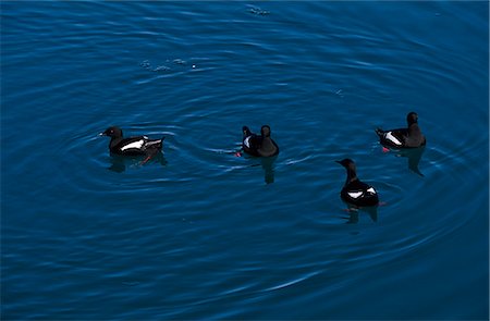 simsearch:862-03365535,k - Schwarze Trottellummen (Cepphus Grylle) schwimmen in einer geschützten Bucht. Stockbilder - Lizenzpflichtiges, Bildnummer: 862-03365534