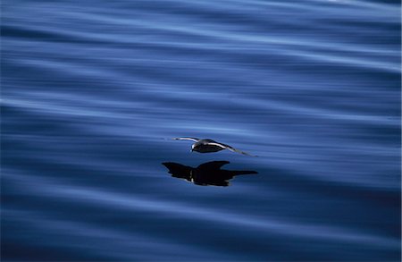 Fulmar (Fulmaris glacialis) in flight over Arctic Ocean. Stock Photo - Rights-Managed, Code: 862-03365533