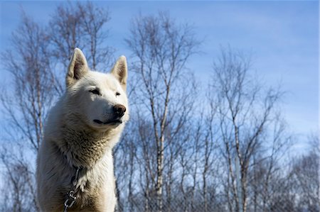 Tromso Troms, Norvège. À une gare de triage de Tromso chien, une husky alerte attend son tour sur un attelage de chiens tel qu'il est attentif sur le dessus de sa cage. Photographie de stock - Rights-Managed, Code: 862-03365559