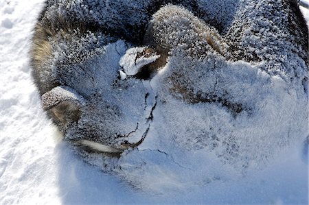 simsearch:862-03354639,k - Tromsø, Norwegen Lyngen Alpen. Tromsø, Norwegen. Retroadapter für Hund Husky Rodeln wie es während eines Sturmes ruht zusammenrollen reduzieren Wärmeverluste der Bau bis auf Schnee auf der Luv-Seite ergibt. Stockbilder - Lizenzpflichtiges, Bildnummer: 862-03365642