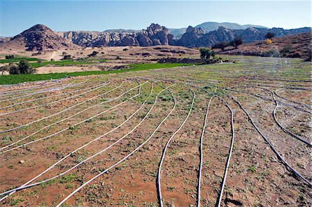 Jordan,Petra Region. On the arid plains surrounding Petra,grey water generated as a side product of the areas tourist operations is recycled and used to irrigate crop fields,the produce of which is in turn are used to supply the local hotels Stock Photo - Rights-Managed, Code: 862-03365891