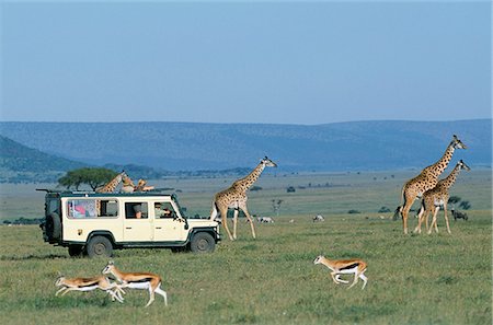 safari holiday - Watching Maasai giraffe on a game drive while on a safari holiday. Stock Photo - Rights-Managed, Code: 862-03365999