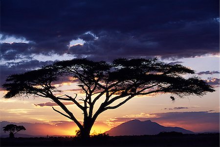 An acacia Tortilis frames the sun setting behind Longido Mountain. Stock Photo - Rights-Managed, Code: 862-03366005