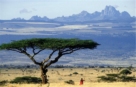 Kenya,Lewa Downs. Laikipiak Maasai moran (warrior) framed by an acacia tortilis tree with Mt. Kenya behind. Stock Photo - Rights-Managed, Code: 862-03366011