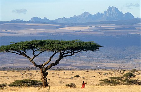 Moran Maasai (guerrier) encadrée par une arborescence d'acacia tortilis du mont Kenya, 17, 050 mètres derrière, Lewa Downs, Kenya Photographie de stock - Rights-Managed, Code: 862-03366012