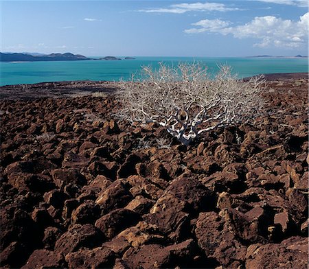 Un arbre de commiphora lutte pour survivre parmi des rochers de basalte - une suite de l'activité volcanique du Pléistocène - qui jonchent la campagne à l'angle sud-est inhospitalière du lac Turkana. La couleur remarquable de l'eau du lac alcalin est causée par les algues vertes avec des concentrations élevées de la chlorophylle. Les gens font souvent allusion au lac comme la mer de Jade. Photographie de stock - Rights-Managed, Code: 862-03366066