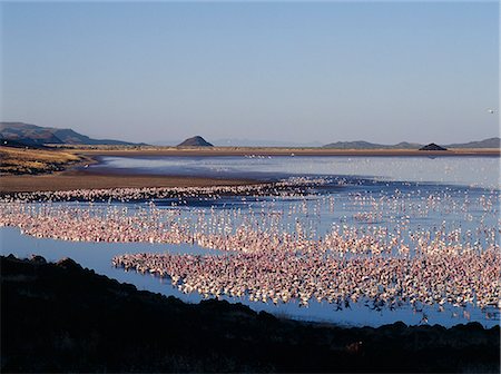 seasonal lake - As the sun rises over the low-lying Suguta Valley,Lesser flamingos hug the shoreline of Lake Lokipi - a seasonal lake on the mud flats situated at the northern end of the valley. Stock Photo - Rights-Managed, Code: 862-03366074