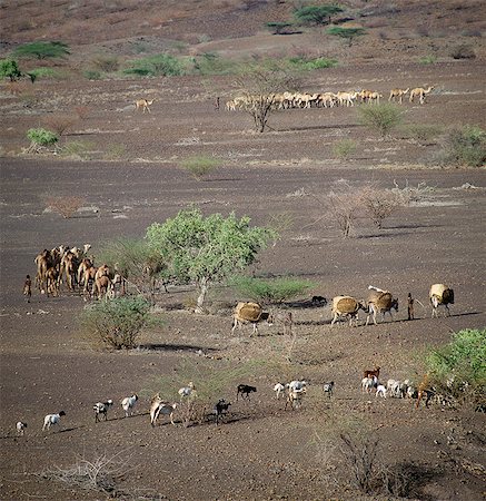 simsearch:862-03820291,k - The nomadic Turkana move their stock camps frequently in search of better pasture. At the height of the dry season when grazing and water are scarce,they might move every three days. Foto de stock - Con derechos protegidos, Código: 862-03366128