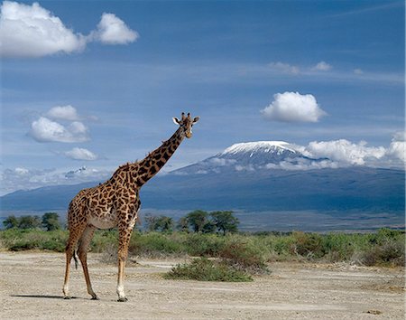 A Masai giraffe (Giraffa camelopardalis tippelskirchi) stands tall in front of Mount Kilimanjaro (19,340 feet) and Mawenzi (16,900 feet). The giraffe is the world's tallest mammal and Kilimanjaro is Africa's highest snow-capped mountain. Foto de stock - Con derechos protegidos, Código: 862-03366195