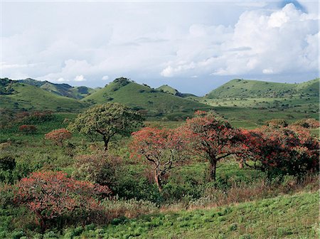 simsearch:862-03366391,k - Red Hot Poker arbres fleuris (Erythrina abyssinica) dans les collines de Chyulu, une chaîne de collines volcaniques d'origine géologique récente. Photographie de stock - Rights-Managed, Code: 862-03366205