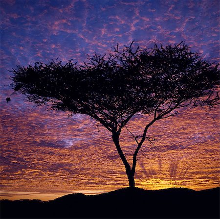 An Acacia tree silhouetted against a brilliant sunrise. Stock Photo - Rights-Managed, Code: 862-03366208