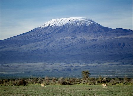 Two lionesses (Panthera leo) prowl beneath Mount Kilimanjaro,Africa's highest snowcapped mountain at 19,340 feet above sea level. Stock Photo - Rights-Managed, Code: 862-03366200