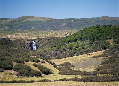 Un petit troupeau d'éléphants se nourrit de marécage grossier herbe à une altitude de 10 500 pieds au sommet des montagnes Aberdare. Hagenia arbres (Hagenia abyssinica) sont les seuls arbres qui poussent au-dessus de la zone de bambou à cette altitude. Photographie de stock - Rights-Managed, Code: 862-03366214