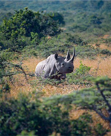 simsearch:862-03366443,k - Kenya,Nyeri,Naro Moru. A black rhino (Diceros bicornis) in thorn scrub country. Black rhinos are relics of an early era in the Age of Mammals and they are,today,a seriously endangered species due to the demand for rhino horn in Arab and Asian countries (for dagger handles,medicine and aphrodisiac). Foto de stock - Con derechos protegidos, Código: 862-03366218