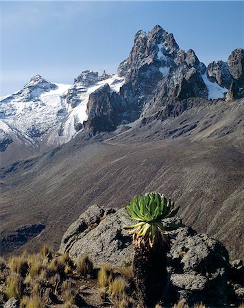 Kenya,Central Highlands,Mount Kenya,17,058 feet high,is Africa's second highest snow-capped mountain. The plant in the foreground is a giant groundsel or tree senecio (Senecio johnstonii ssp battiscombei),one of several plant species displaying afro-montane gigantism that flourish above 10,000 feet. Stock Photo - Rights-Managed, Code: 862-03366224