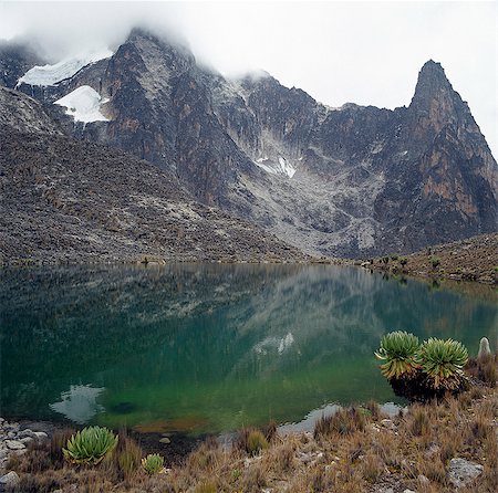 simsearch:862-03808741,k - Hut Tarn lies at an altitude of 14,800 feet,close to the peaks of Mount Kenya (17,058 feet). The plants in the foreground are giant groundsels or tree senecios (Senecio johnstonii ssp battiscombei) and just visible on the right is a lobelia (Lobelia telekii) . Both are plant species displaying afro-montane gigantism that flourish above 10,000 feet. Foto de stock - Direito Controlado, Número: 862-03366227