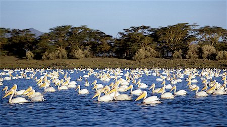 pelikan - Une ""flottille"" de grand blanc pélican (Pelecanus onocrotalus) sur le lac Naivasha, un des deux lacs d'eau douce de la section centrale du Rift oriental (appelé Gregory Rift) et le lac le plus haut du système Grand Rift (6 181 pieds). Photographie de stock - Rights-Managed, Code: 862-03366230