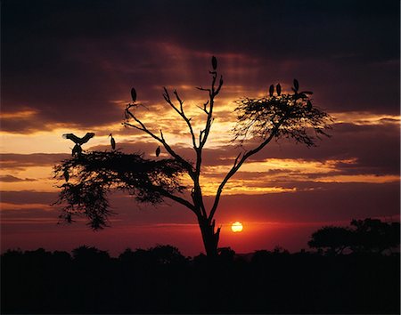 Marabou storks (Leptoptilos crumeniferus) roost in an acacia tree at sunset. Stock Photo - Rights-Managed, Code: 862-03366244