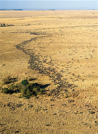 An aerial photograph of the wildebeest migration in Masai Mara. Up to 1.5 million wildebeest join the migration from Serengeti,Tanzania,to the Mara and back each year. Stock Photo - Rights-Managed, Code: 862-03366247