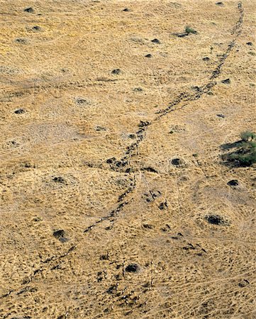 An aerial photograph of a long line of wildebeest during their migration in Masai Mara. Up to 1.5 million wildebeest join the migration from Serengeti,Tanzania,to the Mara and back each year. Stock Photo - Rights-Managed, Code: 862-03366248