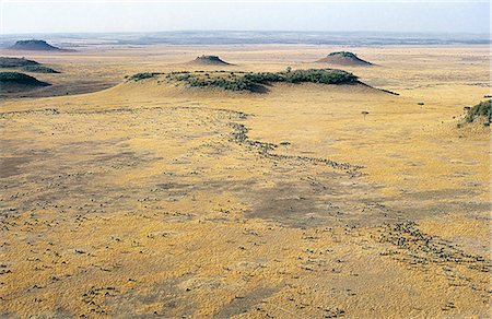 simsearch:862-03366372,k - An aerial photograph of wildebeest during their migration in Masai Mara. Up to 1.5 million wildebeest join the migration from Serengeti,Tanzania,to the Mara and back each year. Fotografie stock - Rights-Managed, Codice: 862-03366250