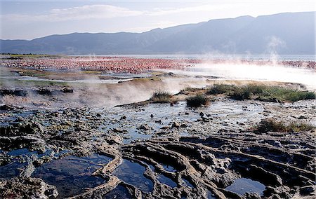 simsearch:862-03888751,k - Geysers,hot springs and thousands of lesser flamingos are a feature of Lake Bogoria,a long,narrow alkaline lake that nestles at the foot of the Siracho Escarpment,south of Lake Baringo. Stock Photo - Rights-Managed, Code: 862-03366268