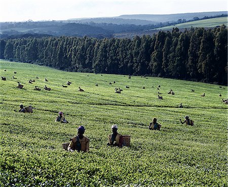 simsearch:841-06448159,k - Tea pickers on a large estate near Kericho,the centre of Kenya's most important export crop. Many of the estates adjoin the Mau Forest,an important watershed for Lake Victoria. Stock Photo - Rights-Managed, Code: 862-03366260