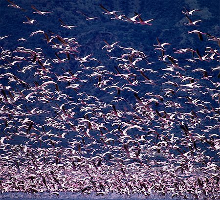 Lesser flamingos (Phoeiniconaias minor) in flight over Lake Nakuru,an alkaline lake of the Rift Valley system where tens of thousands of them may be seen lining the shores for many months of the year. Stock Photo - Rights-Managed, Code: 862-03366262