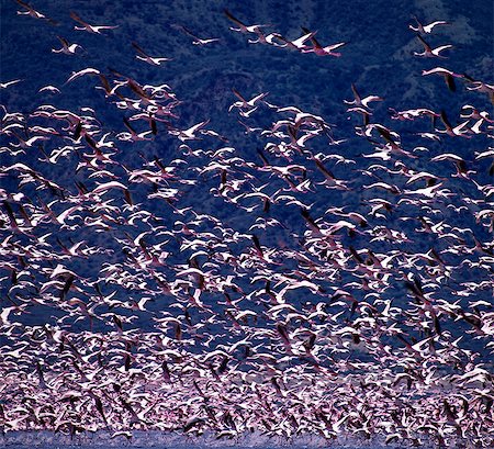 Lesser flamingos (Phoeiniconaias minor) in flight over Lake Nakuru,an alkaline lake of the Rift Valley system where tens of thousands of them may be seen lining the shores for many months of the year. Foto de stock - Con derechos protegidos, Código: 862-03366262