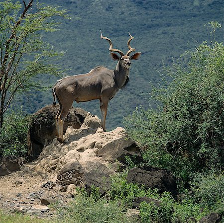 A magnificent bull Greater kudu (Tragelaphus strepsiceros) stands sentinel on an old termite mound near Lake Bogoria. Stock Photo - Rights-Managed, Code: 862-03366274