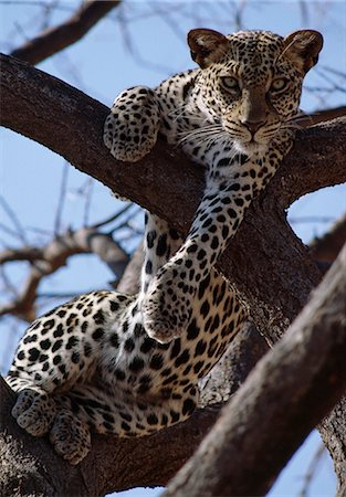 spotted panther - A Leopard rests comfortably in a dead acacia tree. Stock Photo - Rights-Managed, Code: 862-03366285