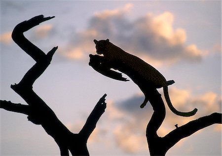 simsearch:862-03361116,k - A leopard rests on the branch of a dead tree at sunset. Stock Photo - Rights-Managed, Code: 862-03366287