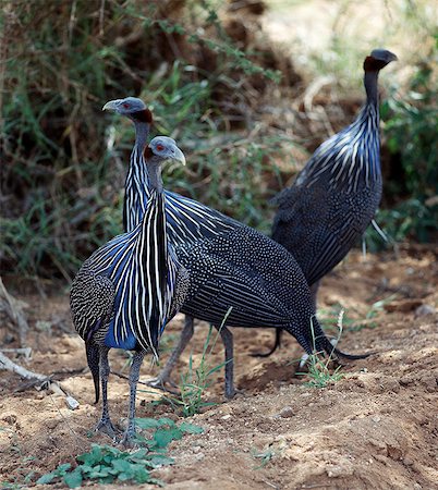 The beautifully coloured Vulturine guineafowl (Acryllium vulturinum) inhabit dry bush country in Northern Kenya. Stock Photo - Rights-Managed, Code: 862-03366288