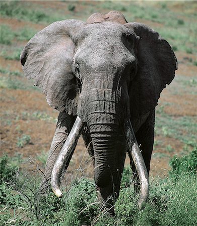 Un éléphant mâle beau vieux lourdes défenses. Marsabit était renommée pour les éléphants avec ivoire exceptionnel. Le plus grand éléphant qui y vivent dans la seconde moitié du XXe siècle s'appelait Ahmed. Étant donné la protection en vertu d'un décret par le feu Président Jomo Kenyatta, il morte de vieillesse. Une réplique grandeur nature remarquable de lui s'affiche au Musée National du Kenya à Nairobi. Photographie de stock - Rights-Managed, Code: 862-03366296