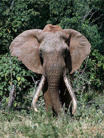 Un éléphant mâle beau vieux lourdes défenses. Marsabit était renommée pour les éléphants avec ivoire exceptionnel. Le plus grand éléphant qui y vivent dans la seconde moitié du XXe siècle s'appelait Ahmed. Étant donné la protection en vertu d'un décret par le feu Président Jomo Kenyatta, il morte de vieillesse. Une réplique grandeur nature remarquable de lui s'affiche au Musée National du Kenya à Nairobi. Photographie de stock - Rights-Managed, Code: 862-03366297