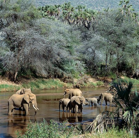 simsearch:862-03289549,k - Un troupeau d'éléphants boit du fleuve Uaso Nyiru, une bouée de sauvetage pour animaux sauvages et le bétail dans les régions de faible altitude, semis-arides des districts de Maralal et Isiolo. Photographie de stock - Rights-Managed, Code: 862-03366290