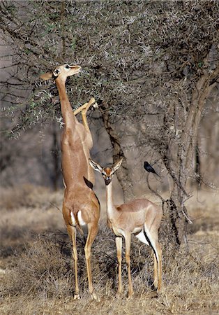 simsearch:862-03820683,k - La gazelle de Waller (Litocranius walleri) est adapté pour la vie dans les pays arides de plumage. Il a des membres longs et un cou très long qui permet de parcourir hors de portée de tous les autres antilopes se nourrissent. Souvent, il se dresse sur ses pattes arrières pour la portée supplémentaire. Photographie de stock - Rights-Managed, Code: 862-03366292