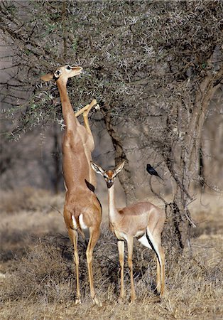 The Gerenuk (Litocranius walleri) is adapted for life in arid thornbush country. It has long limbs and a very long neck that enables it to feed on browse beyond the reach of all other antelopes. It often stands on its hind legs for extra reach. Stock Photo - Rights-Managed, Code: 862-03366292