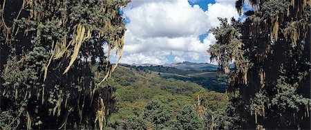 simsearch:862-03366391,k - Encadrée entre deux grands Podo arbres (Podocarpus latifolius) ornées de lichen est une belle vue sur les montagnes Aberdare à la recherche à travers les marécages de l'Ol doinyo Lesatima, 13120 pieds, le point culminant de la chaîne de montagne. La plage a été nommée par l'explorateur écossais Joseph Thomson, en 1883, après le président de la Royal Geographical Society, Lord Aberdare. Photographie de stock - Rights-Managed, Code: 862-03366314