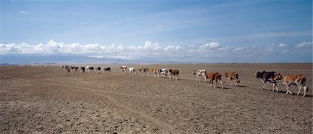 Maasai cattle are driven to water across the hot,dusty flats of a seasonal lake near Amboseli. Foto de stock - Direito Controlado, Número: 862-03366319