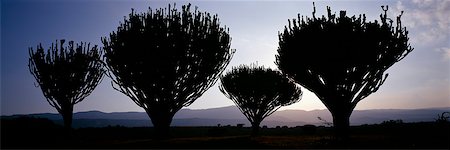 euphorbia - Une amende stand d'arbres d'euphorbe (Euphorbia candelabrum) avec l'escarpement Mau un mur ouest du Gregory Rift en arrière-plan... Photographie de stock - Rights-Managed, Code: 862-03366324