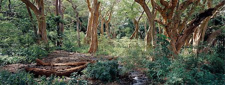 Un bosquet de figuiers sauvages (sycomore) se développe à l'extrémité sud du lac Bogoria où une source d'eau douce fournit un haut niveau phréatique. Photographie de stock - Rights-Managed, Code: 862-03366327