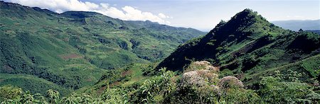 The fertile slopes of the Keiyo Escarpment a wall of Africa's Eastern Rift are farmed intensively. The flowering shrubs in the foreground are veronia,which grow in rich soil up to an altitude of 10,000 feet. Stock Photo - Rights-Managed, Code: 862-03366328