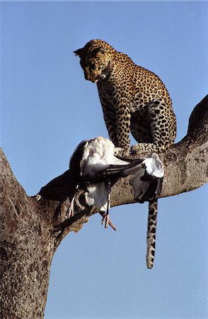 Leopard (Panthera pardus) with Marabou Stork (Leptoptilos crumeniferus) Foto de stock - Con derechos protegidos, Código: 862-03366336