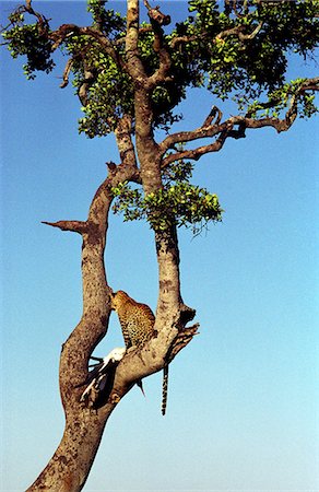 Kenya, Masai Mara. Léopard (Panthera pardus) avec marabout Stork (Leptoptilos crumeniferus) Photographie de stock - Rights-Managed, Code: 862-03366338