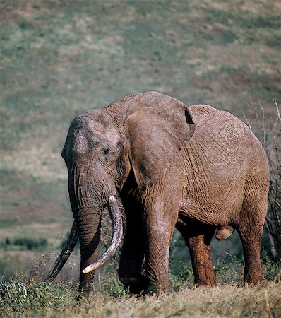 An old bull elephant on Marsabit Mountain. Stock Photo - Rights-Managed, Code: 862-03366332