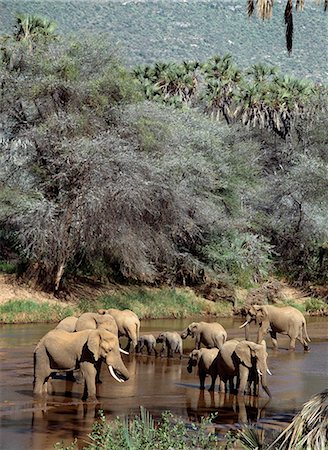 simsearch:862-03366333,k - Elephants watering in the Uaso Nyiru River. Stock Photo - Rights-Managed, Code: 862-03366333