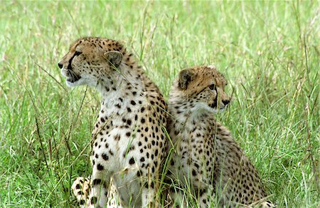 Kenya,Masai Mara. Cheetah and Cub (Acinonyx jubatus) Stock Photo - Rights-Managed, Code: 862-03366348